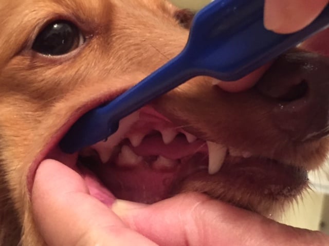 ワンちゃんの歯磨き