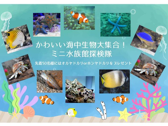 かわいい海中生物大集合！ミニ水族館探検隊