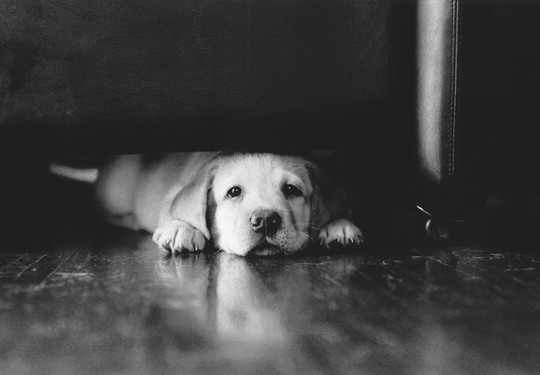「盲導犬クイールの一生」写真展